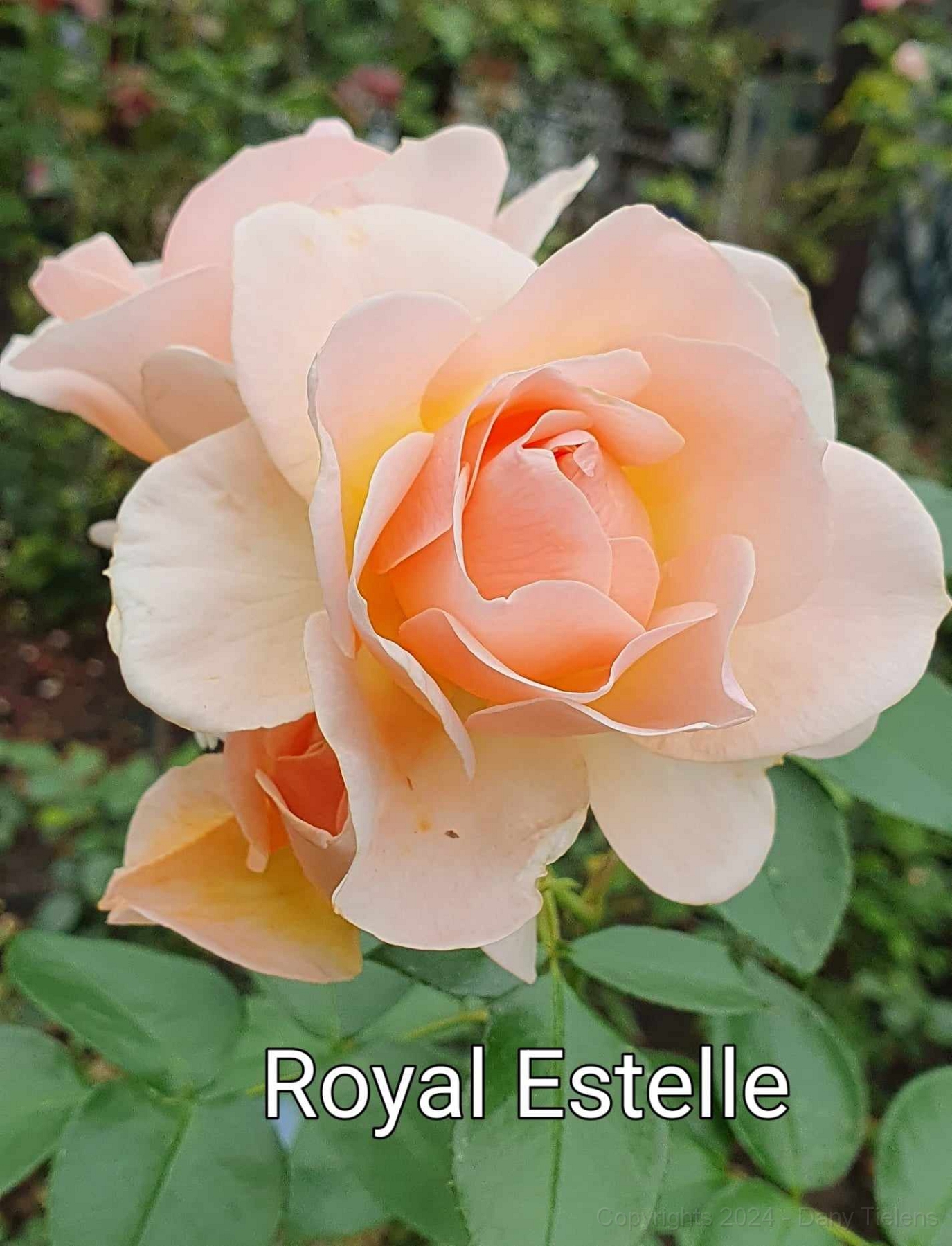Royal Estelle .01.jpg